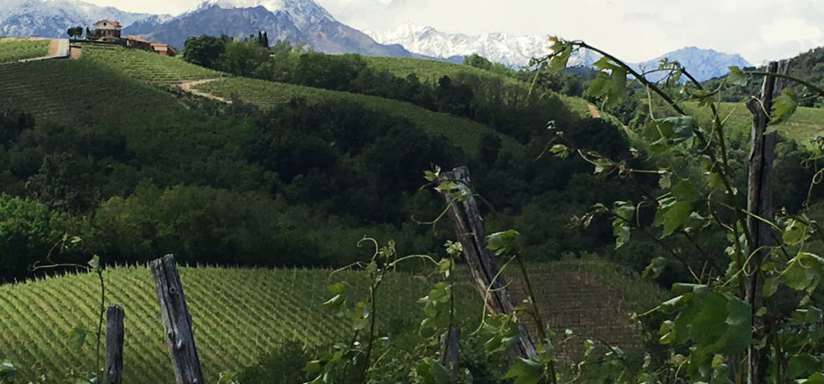 Alpen im Glas! Nebbiolo-Nipperei mit Winzern - Degustation & Masterclass